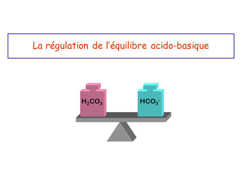 La R Gulation De L Quilibre Acido Basique Ppt Video Online T L Charger